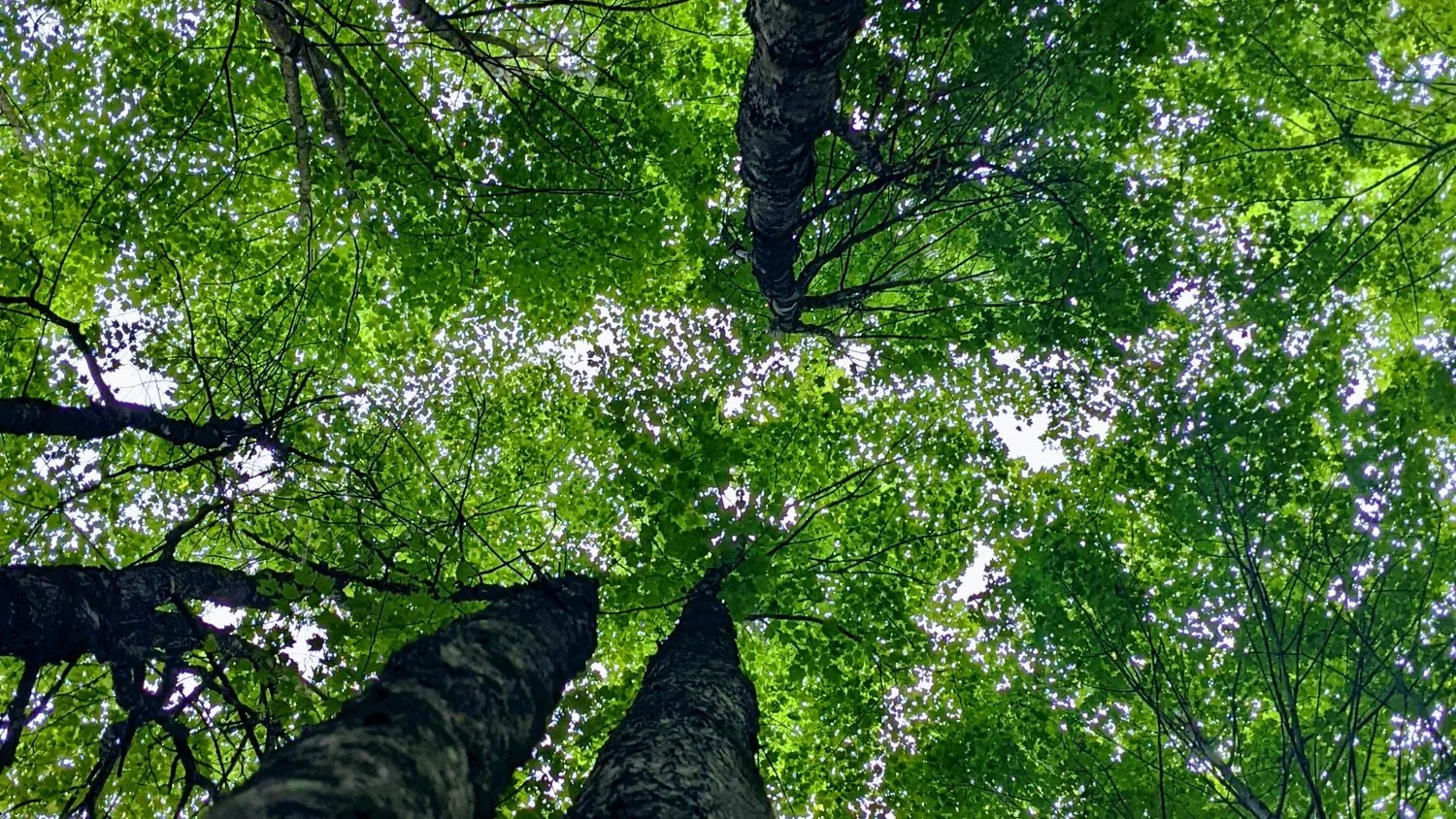 Upward view of leafy green forest canopy and tree trunks.