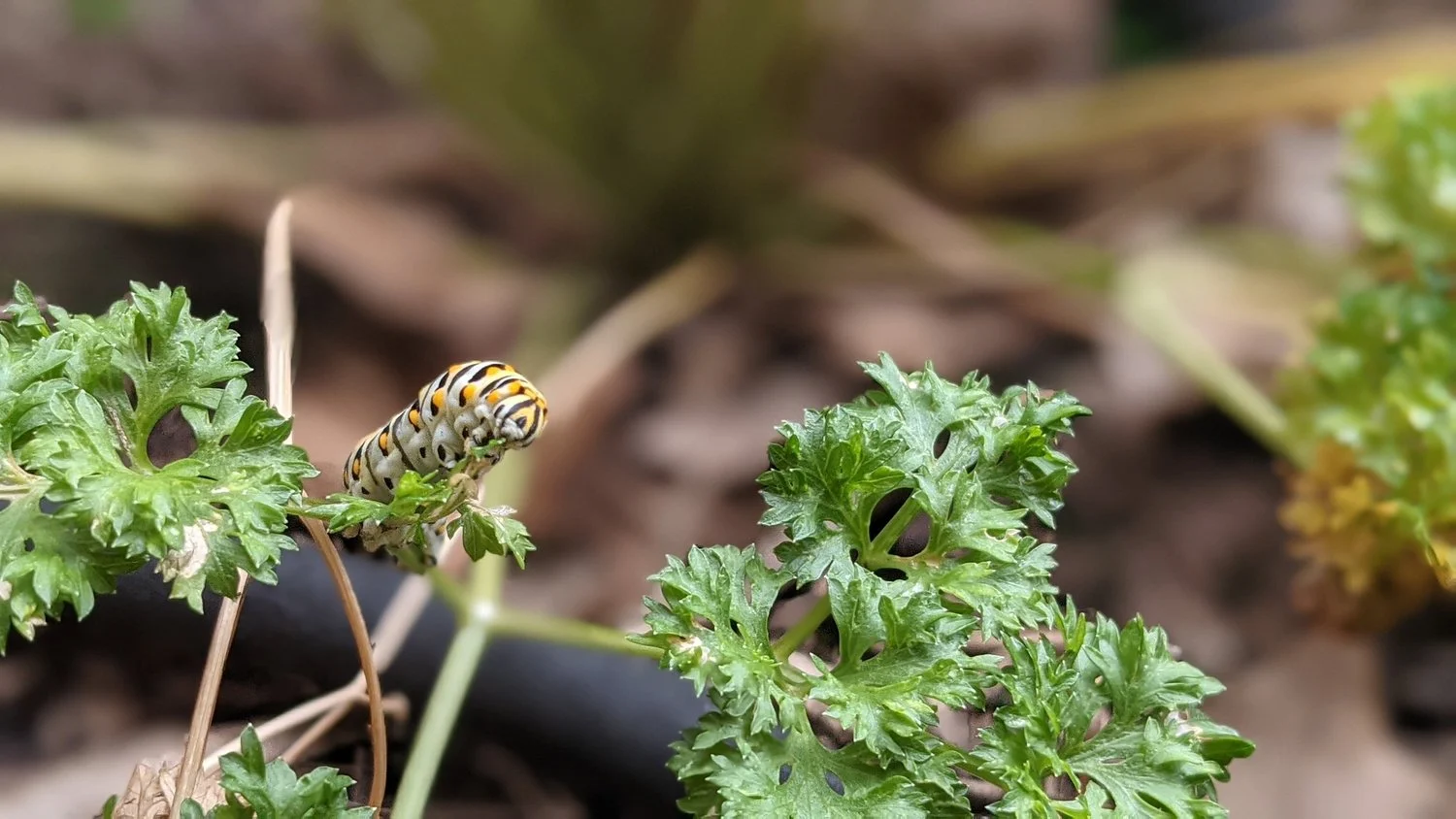 A striped caterpillar among green leaves.
