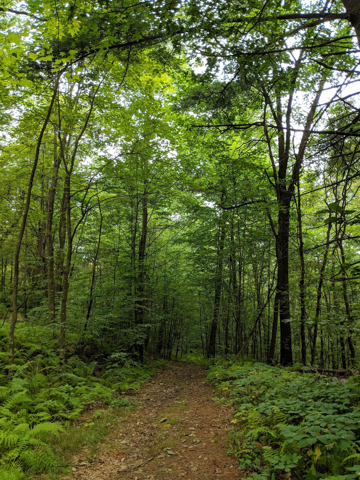 A narrow woodland path beneath a dense green canopy.