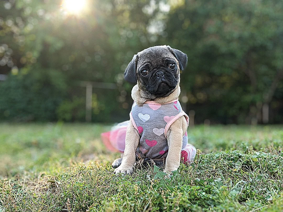 A pug in a pink patterned garment sitting on grass.